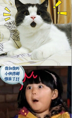王诗龄变萌猫